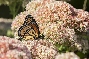 03421-00712 Viceroy (Limenitis archippus) on Autumn Joy Sedum (Sedum spectabile) Marion Co 03421-00712 Viceroy (Limenitis archippus) on Autumn Joy Sedum (Sedum spectabile) Marion Co