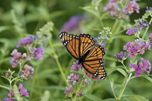 03421-00715 Viceroy (Limenitis archippus) on Butterfly Bush (Buddleja davidii) Marion Co 03421-00715 Viceroy (Limenitis archippus) on Butterfly Bush (Buddleja davidii) Marion Co