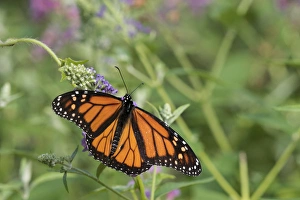 03536-05915 Monarch (Danaus plexippus) on Butterfly Bush (Buddleja davidii) Marion Co. IL 03536-05915 Monarch (Danaus plexippus) on Butterfly Bush (Buddleja davidii) Marion Co. IL