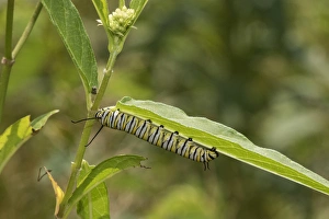 03536-06001 Monarch (Danaus plexippus) caterpillar on Swamp Milkweed (Asclepias incarnata) 03536-06001 Monarch (Danaus plexippus) caterpillar on Swamp Milkweed (Asclepias incarnata)