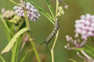 03536-06003 Monarch (Danaus plexippus) caterpillar on Swamp Milkweed (Asclepias incarnata) 03536-06003 Monarch (Danaus plexippus) caterpillar on Swamp Milkweed (Asclepias incarnata)
