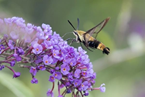 04005-00320 Snowberry Clearwing (Hemaris diffinis) on Butterfly Bush (Buddleja davidii 04005-00320 Snowberry Clearwing (Hemaris diffinis) on Butterfly Bush (Buddleja davidii