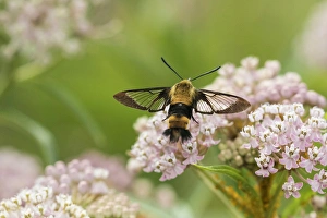 04005-00407 Snowberry Clearwing (Hemaris diffinis) on Swamp Milkweed (Asclepias incarnata) 04005-00407 Snowberry Clearwing (Hemaris diffinis) on Swamp Milkweed (Asclepias incarnata)