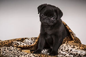 Small Collection: 10 week old black Pug puppy curled up in a spotted blanket. (PR)