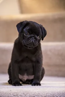 10 week old black Pug puppy sitting on a carpeted stairwell. (PR) 10 week old black Pug puppy sitting on a carpeted stairwell. (PR)