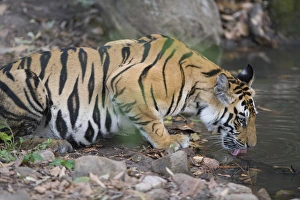 17 months old Bengal tiger cub drinking water at water hole, late afternoon, dry season 17 months old Bengal tiger cub drinking water at water hole, late afternoon, dry season