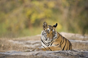 17 months old Bengal tiger cub (male) resting in open area early morning, dry season 17 months old Bengal tiger cub (male) resting in open area early morning, dry season