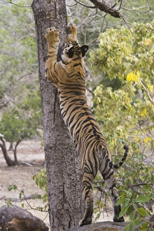 17 months old Bengal tiger cub scratch marking tree, early morning, dry season 17 months old Bengal tiger cub scratch marking tree, early morning, dry season