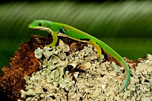 4 Spot Day Gecko, Phelsuma quadriocellata, Native to Madagascar 4 Spot Day Gecko, Phelsuma quadriocellata, Native to Madagascar