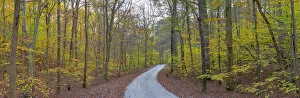 Backroad Gallery: 63895-14311 Road through trees in fall at LaRue-Pine Hills, Shawnee National Forest, IL