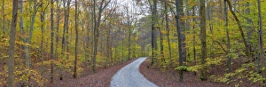 63895-14311 Road through trees in fall at LaRue-Pine Hills, Shawnee National Forest, IL 63895-14311 Road through trees in fall at LaRue-Pine Hills, Shawnee National Forest, IL