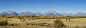 67545-09009 Horses and Grand Teton Mountain Range in fall, Grand Teton National Park, WY 67545-09009 Horses and Grand Teton Mountain Range in fall, Grand Teton National Park, WY