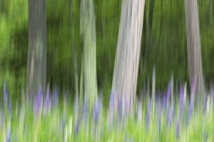 Abstract artistic blur of trees and lupine blossoms. USA, Wisconsin Abstract artistic blur of trees and lupine blossoms. USA, Wisconsin