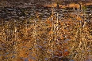 Abstract autumn reflections on Bass Lake, near Blowing Rock, North Carolina Abstract autumn reflections on Bass Lake, near Blowing Rock, North Carolina
