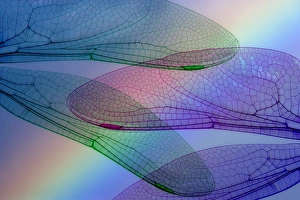 Abstract of dragonfly wings and rainbow. Credit as: Don Paulson / Jaynes Gallery / DanitaDelimont Abstract of dragonfly wings and rainbow. Credit as: Don Paulson / Jaynes Gallery / DanitaDelimont