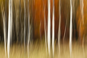Abstract impression of birch trees in Autumn foliage, Wisconsin Abstract impression of birch trees in Autumn foliage, Wisconsin
