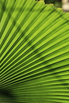 Abstract patterns caused by the sunlight hitting a giant palm leaf in the Cairns Botanic Abstract patterns caused by the sunlight hitting a giant palm leaf in the Cairns Botanic