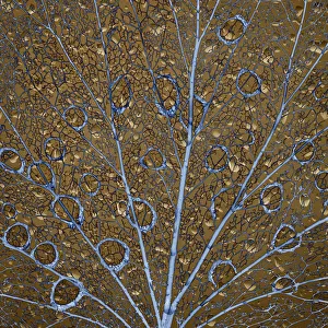 An abstraction of water drops on a skeletonized cottonwood leaf An abstraction of water drops on a skeletonized cottonwood leaf