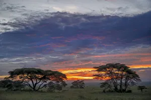 Acacia trees silhouetted at sunset, Serengeti National Park, Tanzania, Africa Acacia trees silhouetted at sunset, Serengeti National Park, Tanzania, Africa
