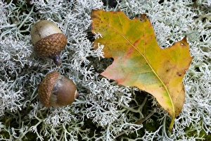 Acorns and an oak leaf on reindeer lichen on Hubbard Hill in New Hampshires Pisgah State Park Acorns and an oak leaf on reindeer lichen on Hubbard Hill in New Hampshires Pisgah State Park