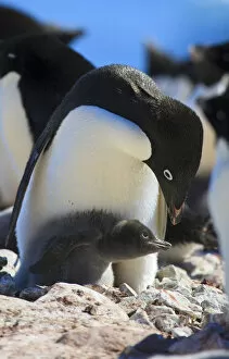 Images Dated 25th December 2008: Adelie Penguin. Devil Island, Antarctica