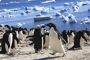 Images Dated 25th December 2008: Adelie Penguin. Devil Island, Antarctica