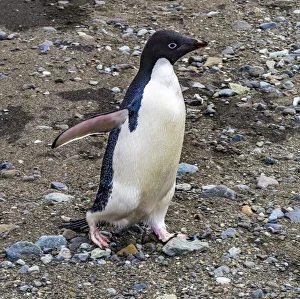Adelie Penguin Gallery: Adelie Penguin in Frei Station South Shetland Islands, Antarctica