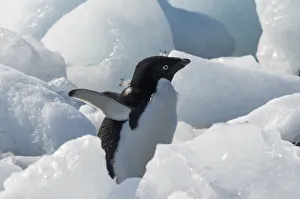 Adelie Penguin Gallery: Adelie penguin on ice covered beach, Pleneau and Petermann Islands, South Atlantic Ocean