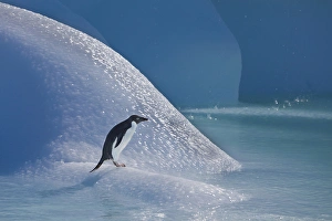 Adelie Penguin Gallery: An adelie penguin stands on a blue iceberg near its colony on Devil Island