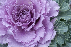 Images Dated 19th October 2014: Adirondack Region, New York, U.S.A. Cabbage flower