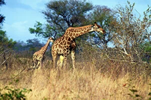 Images Dated 4th September 2010: Adult and baby Cape Giraffe, (Giraffa camelopardalis giraffa), Kruger National park