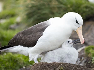 South Atlantic Gallery: Adult black-browed albatross feeding chick on tower-shaped nest, Falkland Islands