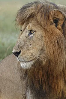 Adult black maned lion, Serengeti National Park, Tanzania, leo Adult black maned lion, Serengeti National Park, Tanzania, leo