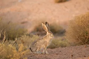 An adult black-tailed jackrabbit (Lepus californicus) forages on foliage at sunset An adult black-tailed jackrabbit (Lepus californicus) forages on foliage at sunset