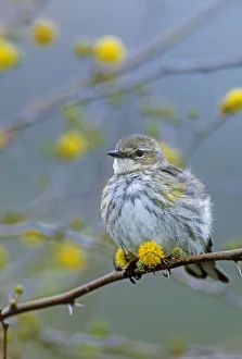 adult on blooming Huisache (Acacia farnesiana), Lake Corpus Christi, Texas, USA adult on blooming Huisache (Acacia farnesiana), Lake Corpus Christi, Texas, USA