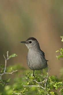 Adult Gray Catbird, South Padre Island, Texas, USA Adult Gray Catbird, South Padre Island, Texas, USA