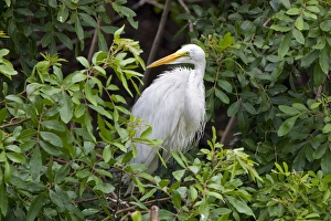 An adult great egret stands on a nest at a rookery near Venice, Florida. Exotic An adult great egret stands on a nest at a rookery near Venice, Florida. Exotic