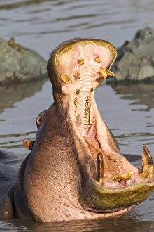 Adult hippopatamus opens its jaw really wide to the camera, close up, showing its teeth Adult hippopatamus opens its jaw really wide to the camera, close up, showing its teeth