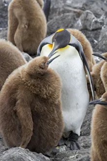 South Georgia Island Gallery: Adult King penguin with Chick. St. Andrews Bay, South Georgia Islands