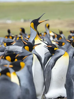 Adult King Penguin running through rookery while being pecked at by neighbors Adult King Penguin running through rookery while being pecked at by neighbors