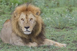 Adult male lion, lying on grass resting, look of surprise while looking at viewer Adult male lion, lying on grass resting, look of surprise while looking at viewer