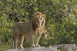 Adult male lions on rocky outcropping, Serengeti National Park, Tanzania, Africa Adult male lions on rocky outcropping, Serengeti National Park, Tanzania, Africa