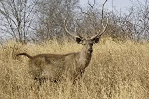 Images Dated 23rd March 2008: Adult male, Sambar deer, Ranthambore National Park, Rajasthan, India
