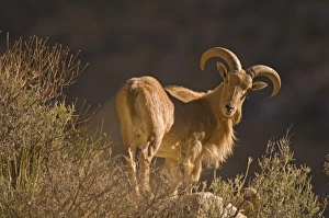 An adult mountain barbary bighorn sheep, Ammotragus lervia, or aoudad, forages high An adult mountain barbary bighorn sheep, Ammotragus lervia, or aoudad, forages high