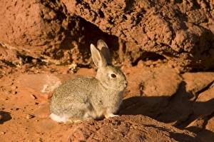 Adult mountain cottontail (Sylvilagus nuttallii) rabbit at Horseshoe Bend in wintertime Adult mountain cottontail (Sylvilagus nuttallii) rabbit at Horseshoe Bend in wintertime
