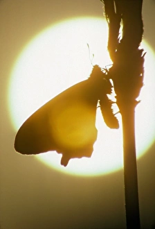 Adult Pipevine Swallowtail Silhouette in American River park, Carmichael Adult Pipevine Swallowtail Silhouette in American River park, Carmichael