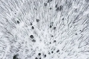 Aerial of snow-covered woods Stephen A. Forbes State Park, Marion County, Illinois Aerial of snow-covered woods Stephen A. Forbes State Park, Marion County, Illinois