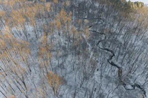 Aerial of snowy trees, Marion County, Illinois Aerial of snowy trees, Marion County, Illinois