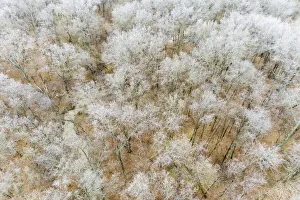 Aerial of trees in fog and frost, Marion County, Illinois Aerial of trees in fog and frost, Marion County, Illinois