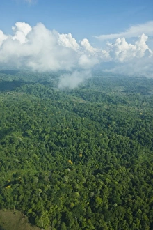 Aerial view of the jungle canopy in the heart of Corcovado National Park, Costa Rica Aerial view of the jungle canopy in the heart of Corcovado National Park, Costa Rica